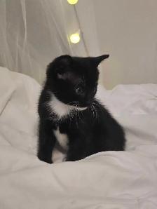 Cute boy kitten - Photo 5