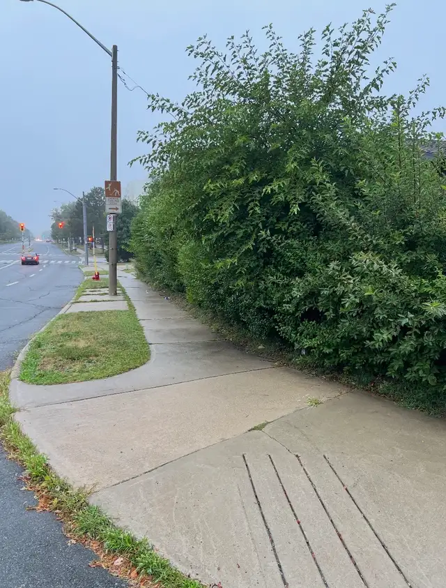 Hedge Trimmer