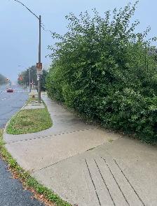 Hedge Trimmer