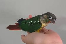 Conure a joue verte