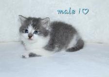 ADORABLE LONGHAIRED KITTENS AVAILABLE! - Photo 3