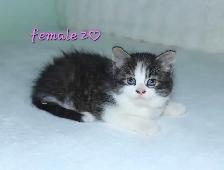 ADORABLE LONGHAIRED KITTENS AVAILABLE! - Photo 2