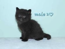 ADORABLE LONGHAIRED KITTENS AVAILABLE! - Photo 4