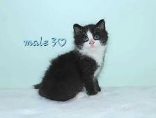 ADORABLE LONGHAIRED KITTENS AVAILABLE! - Photo 5