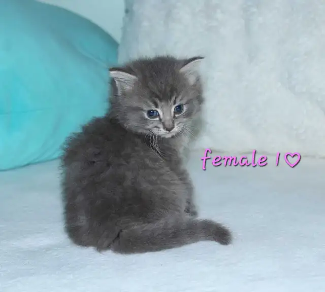 ADORABLE LONGHAIRED KITTENS AVAILABLE!