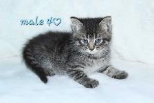 ADORABLE LONGHAIRED KITTENS AVAILABLE! - Photo 6