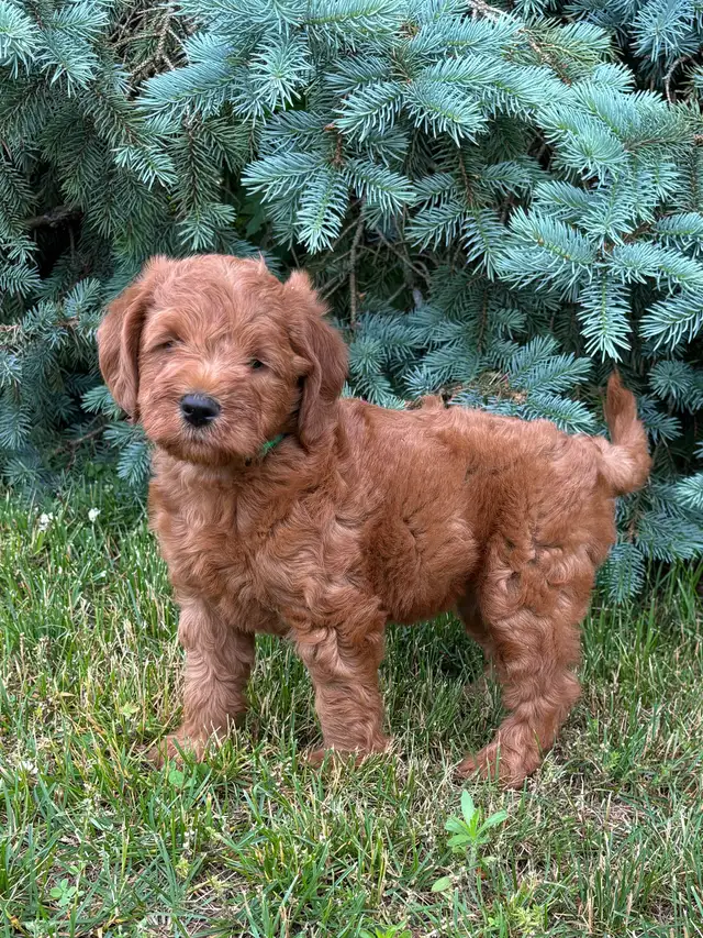 F1b Labradoodle Puppies