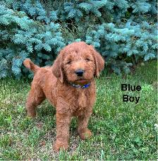 F1b Labradoodle Puppies - Photo 2