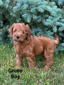 F1b Labradoodle Puppies - Photo 3