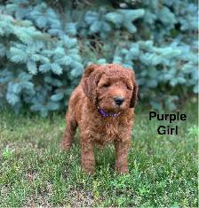 F1b Labradoodle Puppies - Photo 4