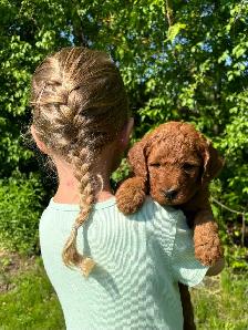 F1b Labradoodle Puppies - Photo 5