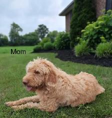 F1b Labradoodle Puppies - Photo 6