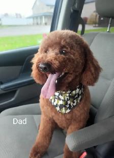 F1b Labradoodle Puppies - Photo 7