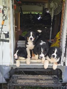Bernese Mount/Husky cross puppies