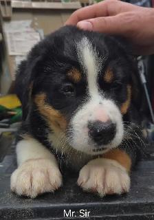 Bernese Mount/Husky cross puppies - Photo 2