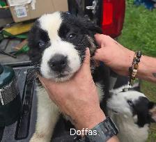 Bernese Mount/Husky cross puppies - Photo 3