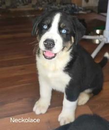 Bernese Mount/Husky cross puppies - Photo 4