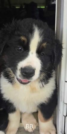 Bernese Mount/Husky cross puppies - Photo 5