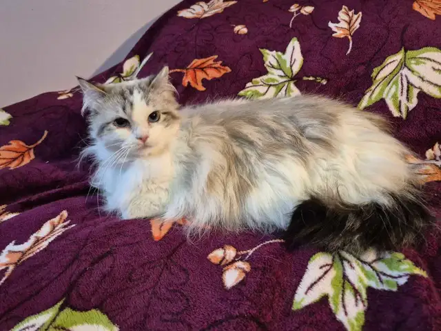 Gorgeous Spayed Ragdoll