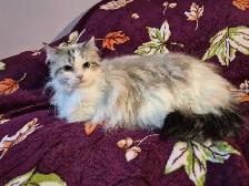 Gorgeous Spayed Ragdoll