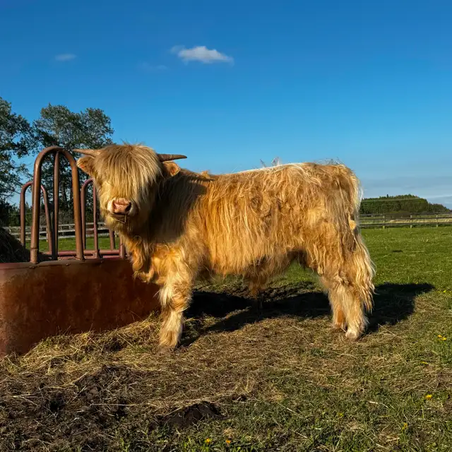 Yearling Highland Bulls