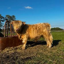 Yearling Highland Bulls