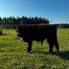 Yearling Highland Bulls - Photo 2