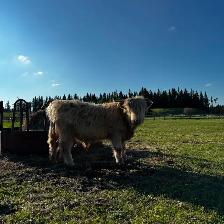 Yearling Highland Bulls - Photo 3