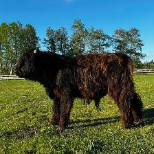 Yearling Highland Bulls - Photo 4