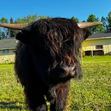 Yearling Highland Bulls - Photo 5
