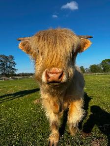 Yearling Highland Bulls - Photo 6