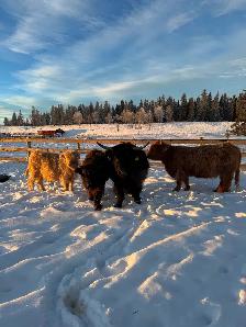 Yearling Highland Bulls - Photo 7