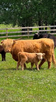 Yearling Highland Bulls - Photo 8