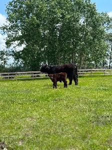 Yearling Highland Bulls - Photo 9