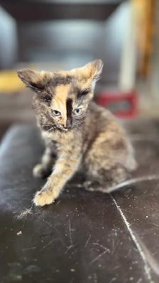 calico kitten (ready now)