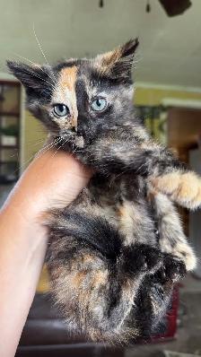 calico kitten (ready now) - Photo 2