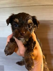 BEAUTIFUL YORKIES - Photo 2