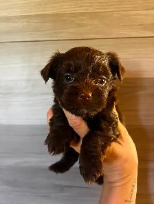 BEAUTIFUL YORKIES - Photo 3