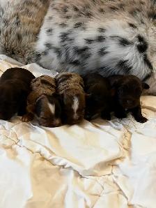 BEAUTIFUL YORKIES - Photo 4