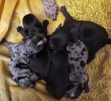 BEAUTIFUL YORKIES - Photo 5