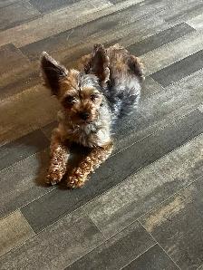 BEAUTIFUL YORKIES - Photo 6
