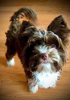 BEAUTIFUL YORKIES - Photo 9