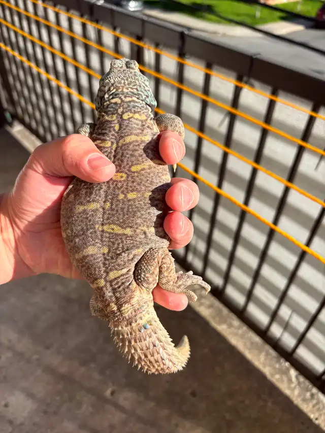 UROMASTYX