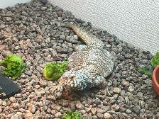 UROMASTYX - Photo 2