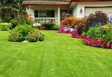 CHEAP HAMILTON LAWN