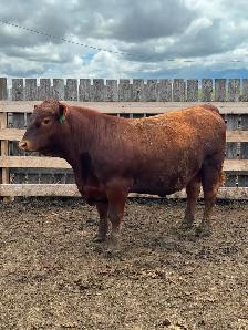 Yearling bulls