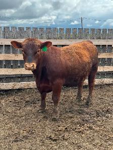 Yearling bulls - Photo 2