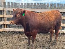Yearling bulls - Photo 3