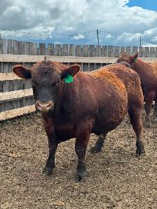 Yearling bulls - Photo 4