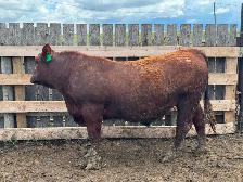 Yearling bulls - Photo 5